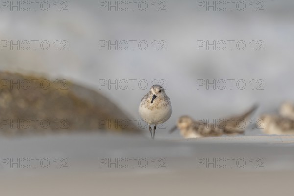 Sanderling (Calidris alba) feeding on a beach. Camaret sur mer, Crozon, Finistere, Brittany,