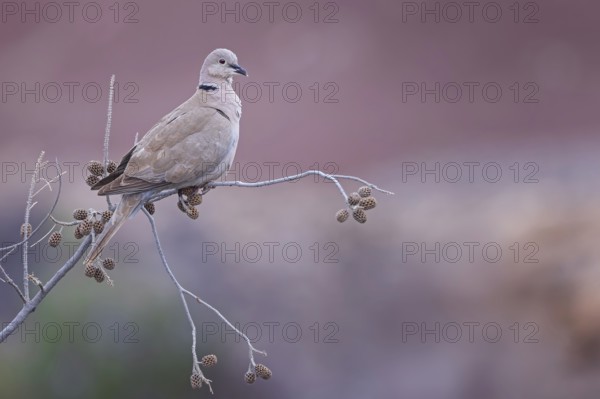 Eurasian collared dove (Streptopelia decaocto) sitting in an alder, golden hour, sunlight,