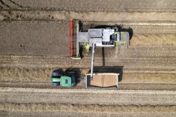 Agriculture, grain harvest, wheat, combine harvester harvesting in a wheat field, grain tank being