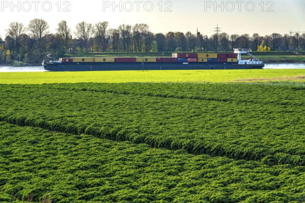 Kale field, growing area in the south of Düsseldorf, Volmerswerth district, cargo ship on the