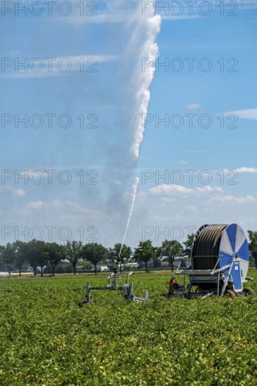 A field is artificially irrigated, water is sprayed onto the field via a sprinkler system, potato