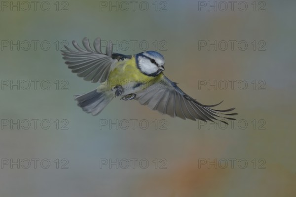 Blue Tit (Parus caeruleus) in flight, flight photo lateral from below, Wilden, North