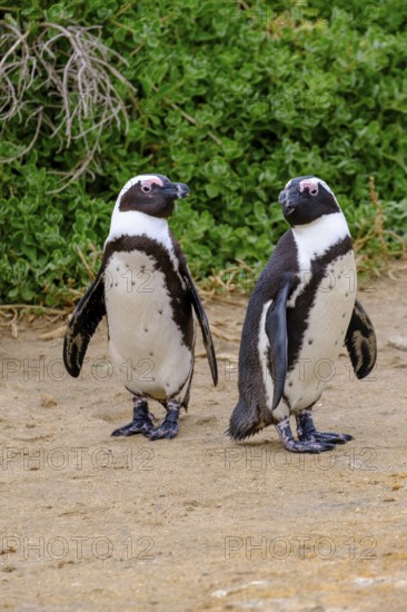 African penguin, penguin, Stony Point Penguin Colony, Bettys Bay, Garden Route, Western Cape, South