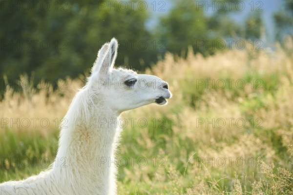 Llama (Lama glama) on a meadow, portrait, Tirol, Kitzbühel, Wildpark Aurach, Austria, Europe