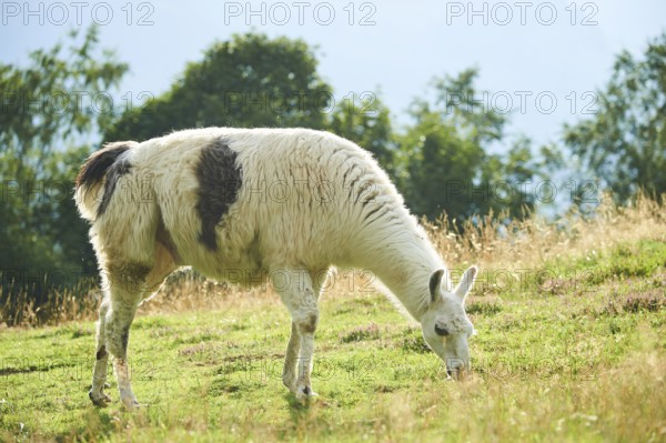 Llama (Lama glama) standing on a meadow in the mountains in tirol, Kitzbühel, Wildpark Aurach,