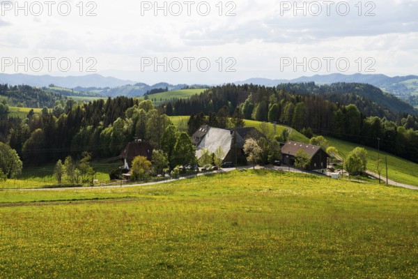 Flowering meadow and mountains, near St Märgen, Black Forest, Baden-Württemberg, Germany, Europe