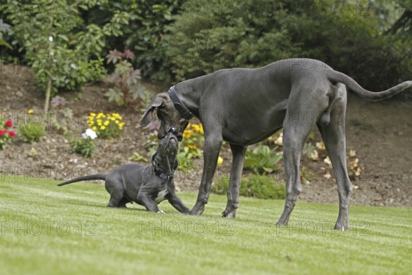 Great Dane