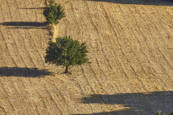 Harvested fields with scattered trees and long shadows in the sunlight of an idyllic landscape,