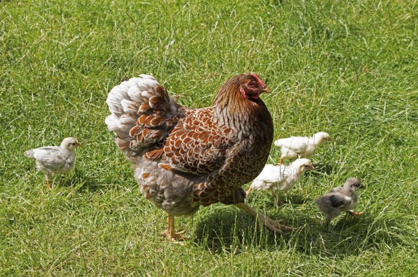 Chicken with chicks, Eime, Leinebergland, Lower Saxony, Germany, Europe