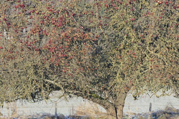 Apple tree (Malus domestica) in winter with eaten red apples, food source for wild animals, North
