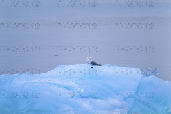 Black legged kittiwake (Rissa tridactyla) on the ice by the sea, Svalbard