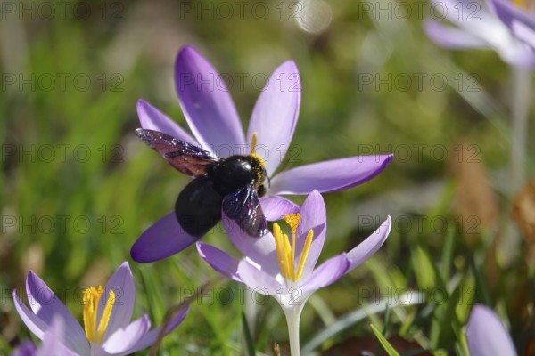 Crocus blossom with wood bee, February, Germany, Europe