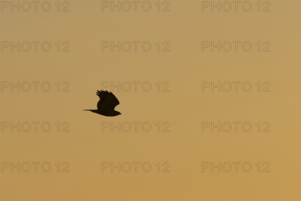 Common buzzard (Buteo buteo) silhouette of a adult bird in flight at sunset, Suffolk, England,
