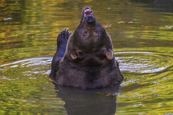 Brown bear (Ursus arctos) bathing, captive, Neuschönau enclosure, Bavarian Forest National Park,