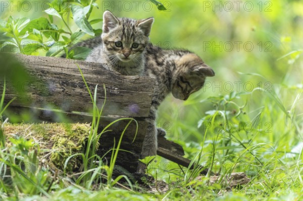 Two kittens playing on a log in a green forest, wildcat (Felis silvestris), kittens, Germany,