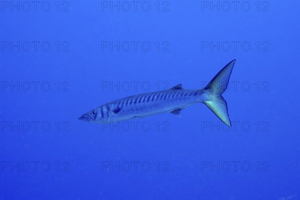 Single barracuda (Sphyraena viridensis) swimming in the blue ocean. Dive site Las Rosas, Las