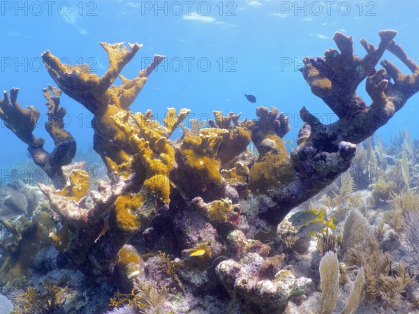 Partially dead elkhorn coral (Acropora palmata) . Dive site John Pennekamp Coral Reef State Park,