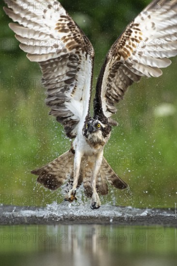 Western osprey (Pandion haliaetus) hunting, Aviemore, Scotland, Great Britain