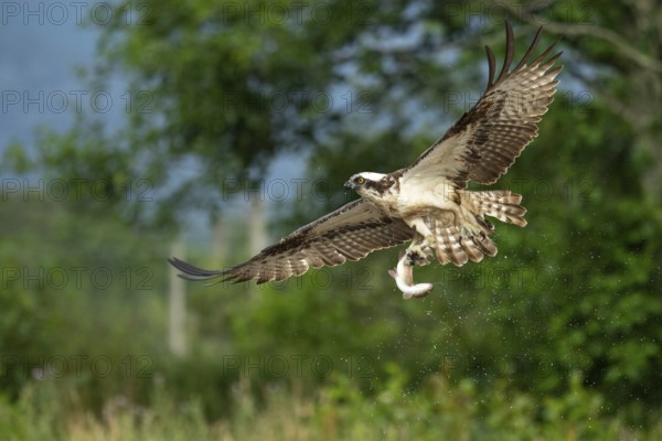 Western osprey (Pandion haliaetus) hunting, Aviemore, Scotland, Great Britain