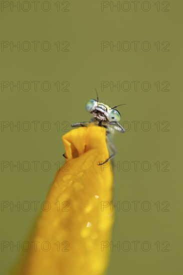 Common blue (Enallagma cyathigerum) damselfly resting on an Yellow iris plant flower, Norfolk,