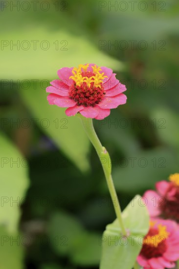 Zinnia (Zinnia elegans), blooming, flower, Elllerstadt, Germany, Europe Zinnia flower (Zinnia