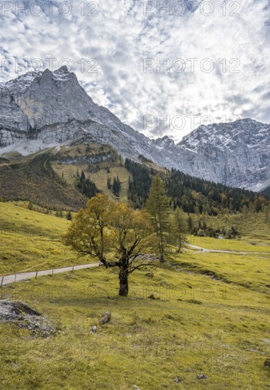 Maple tree with autumn leaves, autumn landscape in Rißtal with Spritzkarspitze, Großer Ahornboden,