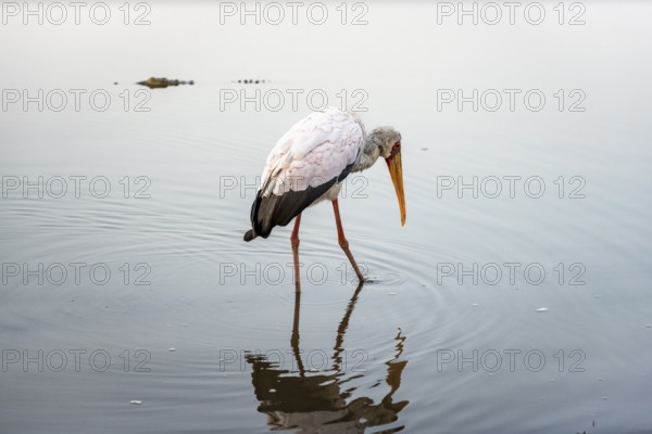 Yellow-billed stork (Mycteria ibis) foraging in the water, Sunset Dam, Southern Kruger National