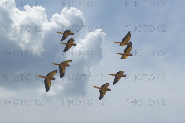 Flock of Golden parakeets, Golden conure, Amazon Basin, Brazil, South America