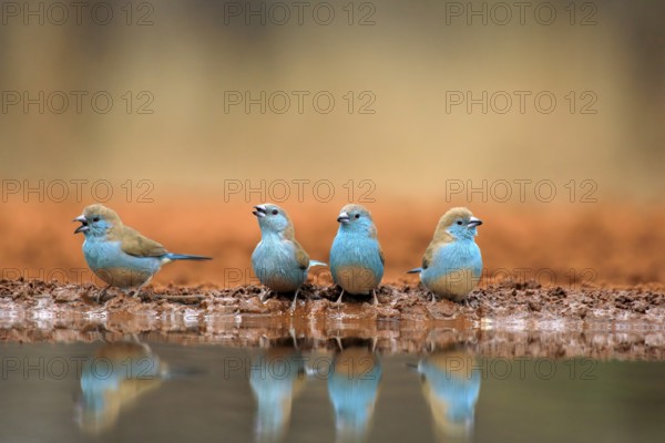 Blue-winged Oriole (Uraeginthus angolensis), Angola Butterfly Finch, adult, at the water, group,