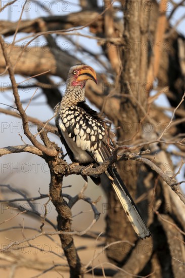 Southern Yellow-billed Hornbill, Red-ringed Hornbill (Tockus leucomelas), adult, on wait, Kruger