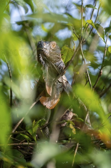 Green iguana (Iguana iguana) between leaves, Tortuguero National Park, Costa Rica, Central America