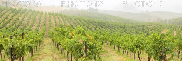 Beautiful grape vineyard landscape banner