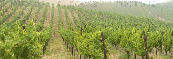 Beautiful grape vineyard landscape banner