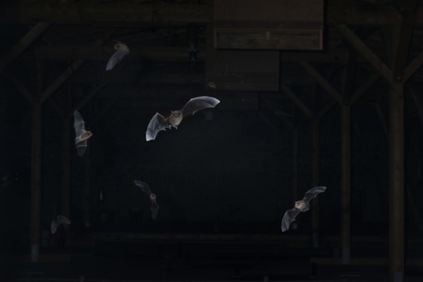 Common pipistrelle (Pipistrellus pipistrellus) swarming in the attic, shortly in front of leaving