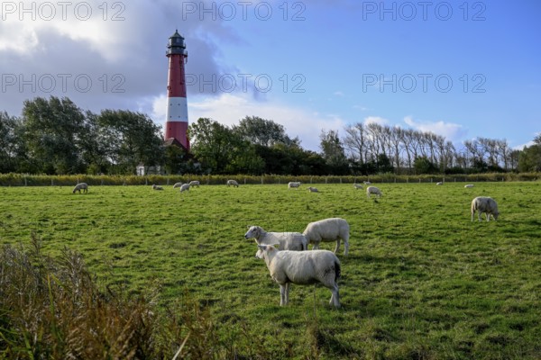 Sheep in front of the lighthouse from 1906, Pellworm island, Schleswig-Holstein Wadden Sea National