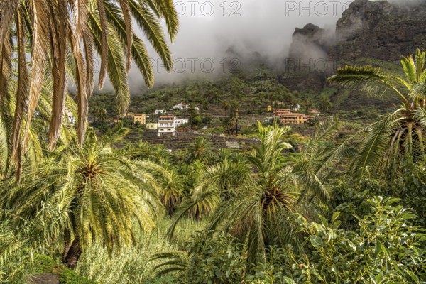 Cultural landscape with palm trees in Valle Gran Rey, La Gomera, Canary Islands, Spain, Europe