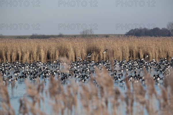 White-fronted Geese, Barnacle Geese (Branta leucopsis), NABU Bird Observatory, Krummhörn, East