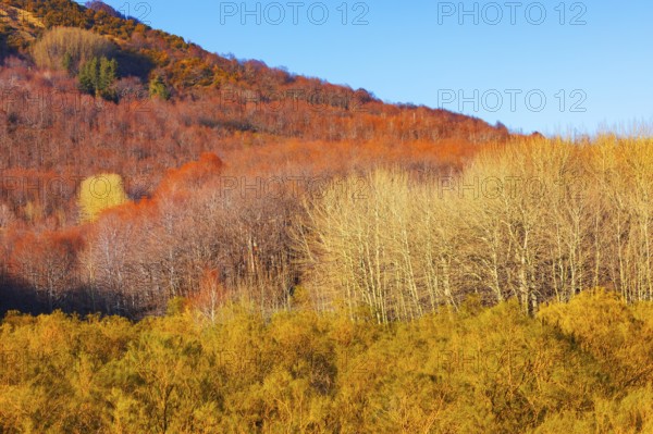 Etna National Park forest, Etna, Sicily, Italy, Europe
