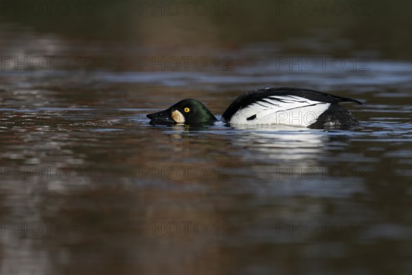 Common goldeneye (Bucephala clangula), Sweden, Europe