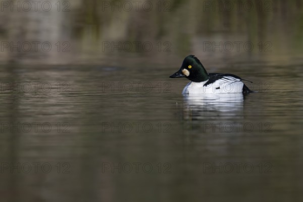 Common goldeneye (Bucephala clangula), Sweden, Europe