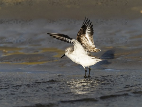 Sanderling (Calidris alba), flapping its wings after bathing in a sea pool, island of Texel,