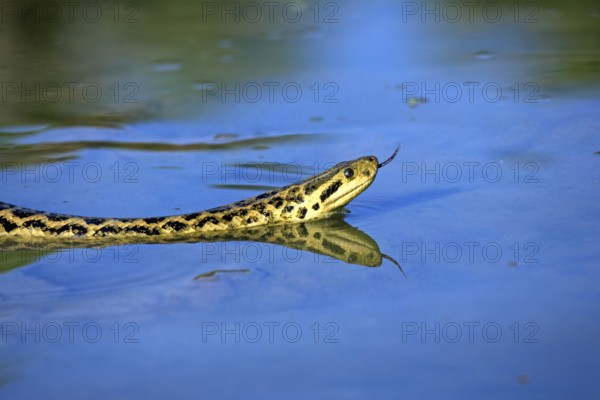 Yellow anaconda (Eunectes notaeus), swimming, water, tongue, smelling, lambing, foraging, searching