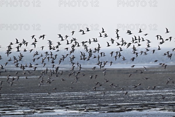 A flock of bar-tailed godwits (Limosa lapponica), in flight over the sea at low tide, Texel, West