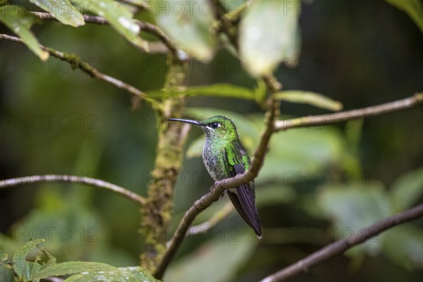 Green-fronted Brilliant Hummingbird (Heliodoxa jacula) sitting on a branch, Monteverde Cloud