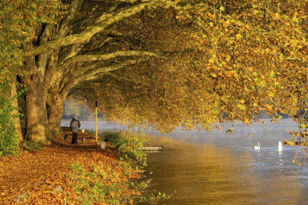 Autumn colours on the Platanen Allee, Hardenberg Ufer, lakeside path on Lake Baldeney, near Haus