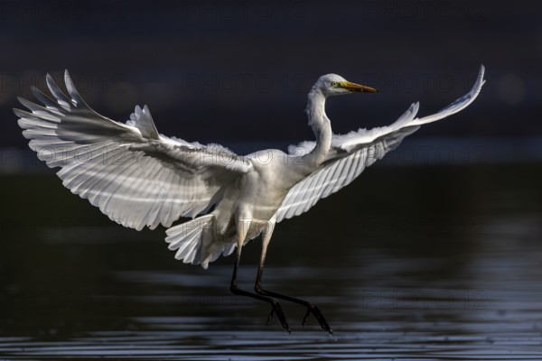 Great White Egret, (Ardea cinerea), landing in the shallows of a fish pond, Lusatia, Saxony