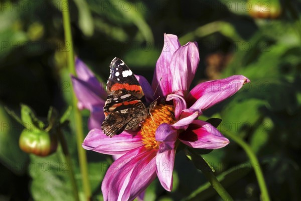 Admiral (Vanessa atalanta) on a dahlia, October, Germany, Europe