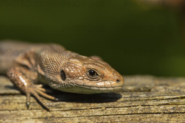 Common lizard (Zootoca vivipara) adult reptile basking on a wooden sleeper, England, United