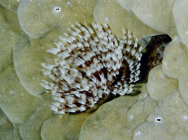 Brown and white patterned marine animal, Indo-Pacific tube worm (Sabellastarte spectabilis), on a