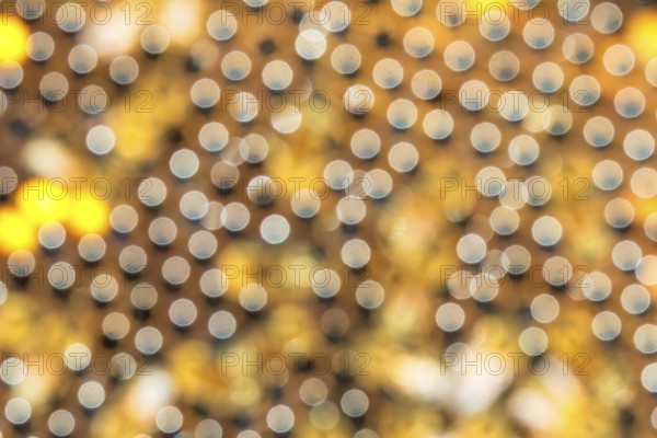 Western honey bee (Apis mellifera) Nature species, fruit blossom, honeycomb, marked queen bee,
